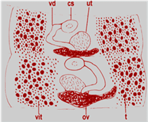 Bothriocephalus acheilognathi Ecology of the Asian tapeworm Bothriocephalus acheilognathi