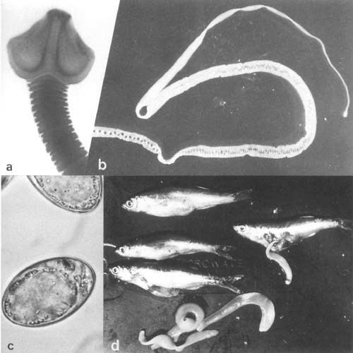 Bothriocephalus acheilognathi Parasites infections and diseases of fishes in Africa An update