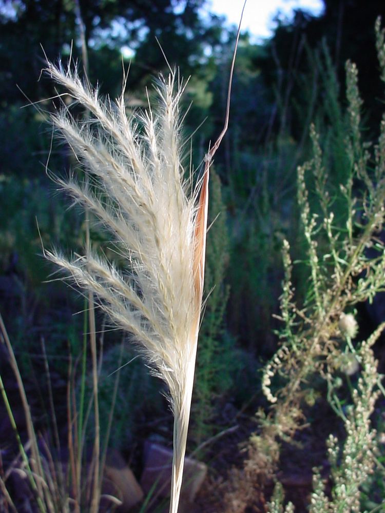 Bothriochloa barbinodis Vascular Plants of the Gila Wilderness Bothriochloa barbinodis