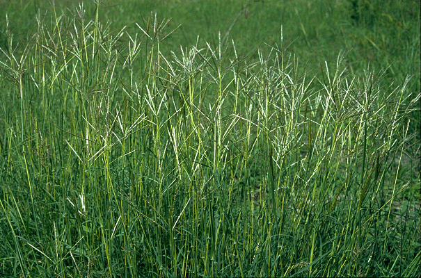 Bothriochloa pertusa - Alchetron, The Free Social Encyclopedia