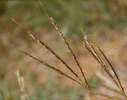 Bothriochloa pertusa - Alchetron, The Free Social Encyclopedia