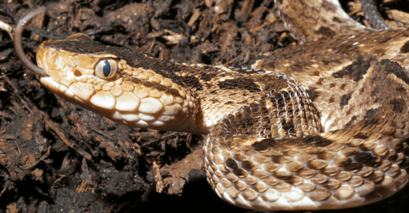Bothrops Snakebite in the Americas