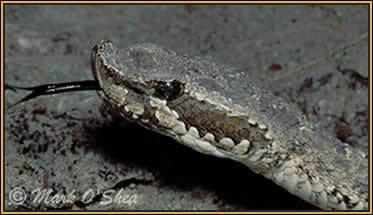 Bothrops ammodytoides Welcome To The Official Mark O39shea Website