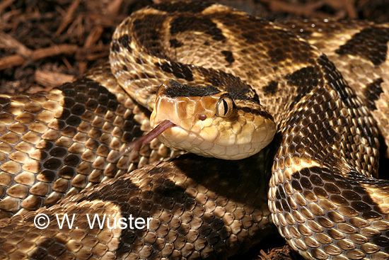 Bothrops asper CalPhotos