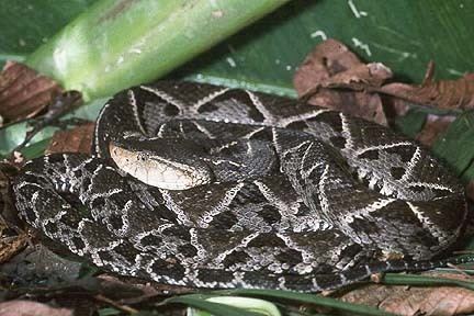 Bothrops asper Bothrops asper Terciopelo