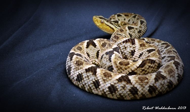 Bothrops asper FileBothrops asper FerdeLance Viper Ecuador Robert