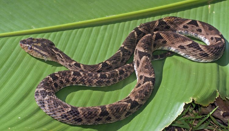 Bothrops asper STRI Office of Bioinformatics Metas