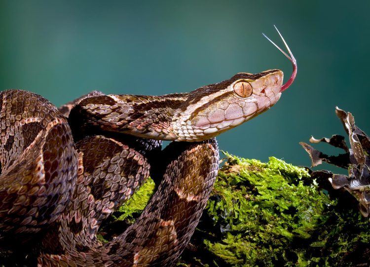 Bothrops asper FerdeLance Bothrops asperSpanish Name Terciopelo Manuel