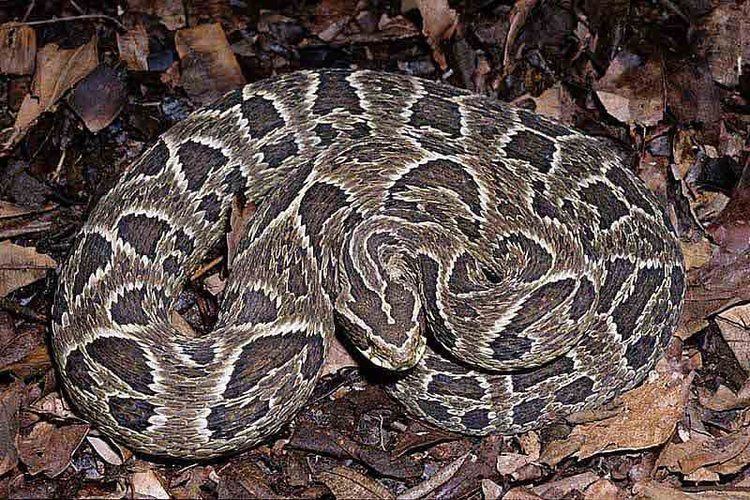 Bothrops cotiara Bothrops cotiara Images Video Information