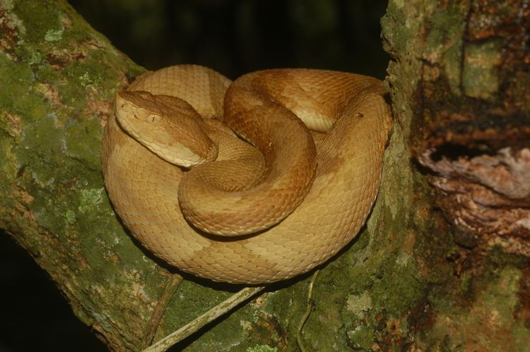 Bothrops insularis Bothrops insularis Pesquisa Google MataAtlantica Pinterest