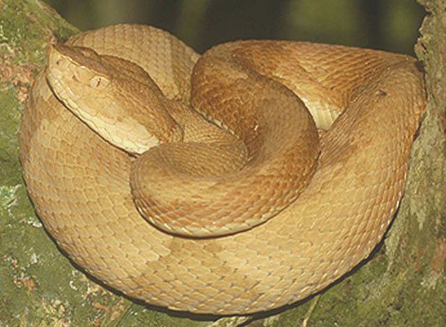 Bothrops insularis Man Bites Snake News at 11 NRDC