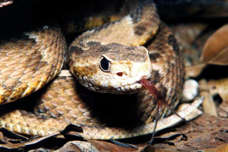 Bothrops jararaca Current 39venom39 drugs Venoms to drugs