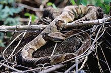 Bothrops jararaca Bothrops jararaca Wikipedia