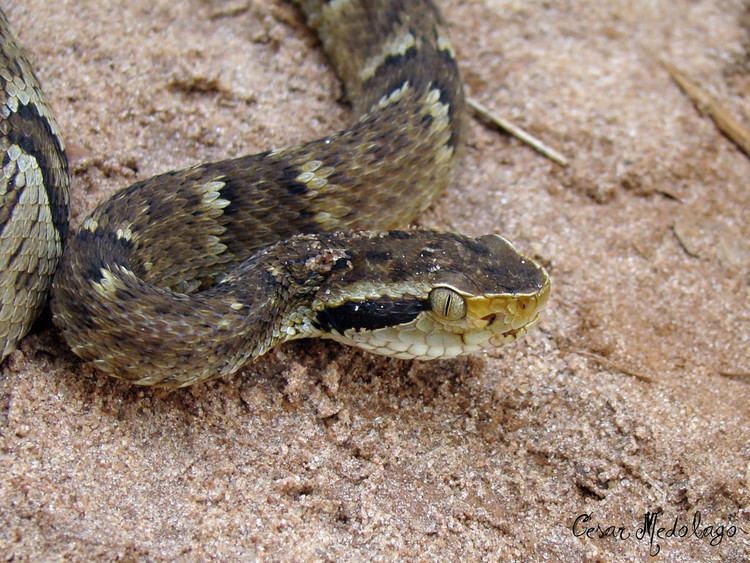 Bothrops jararaca Bothrops jararaca Lancehead snake Jararaca Borebi SP B Flickr