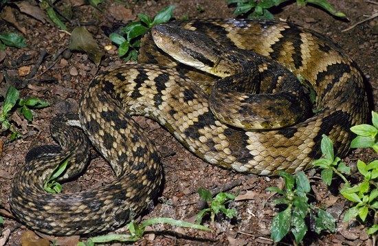 Bothrops jararaca Bothrops jararaca Jararaca Bothrops jajaraca