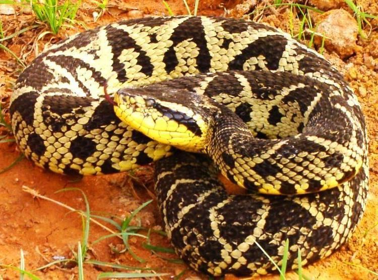 Bothrops jararacussu staticpanoramiocomphotosoriginal9179345jpg