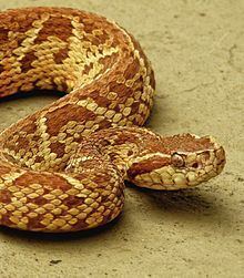 Bothrops jararacussu Bothrops jararacussu Wikipedia