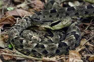 Bothrops lanceolatus Conservation research for the Martinican pit viper Biotope