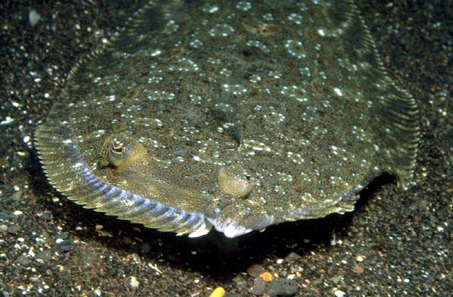 Bothus Bothus podas Wideeyed flounder Pleuronectes podas