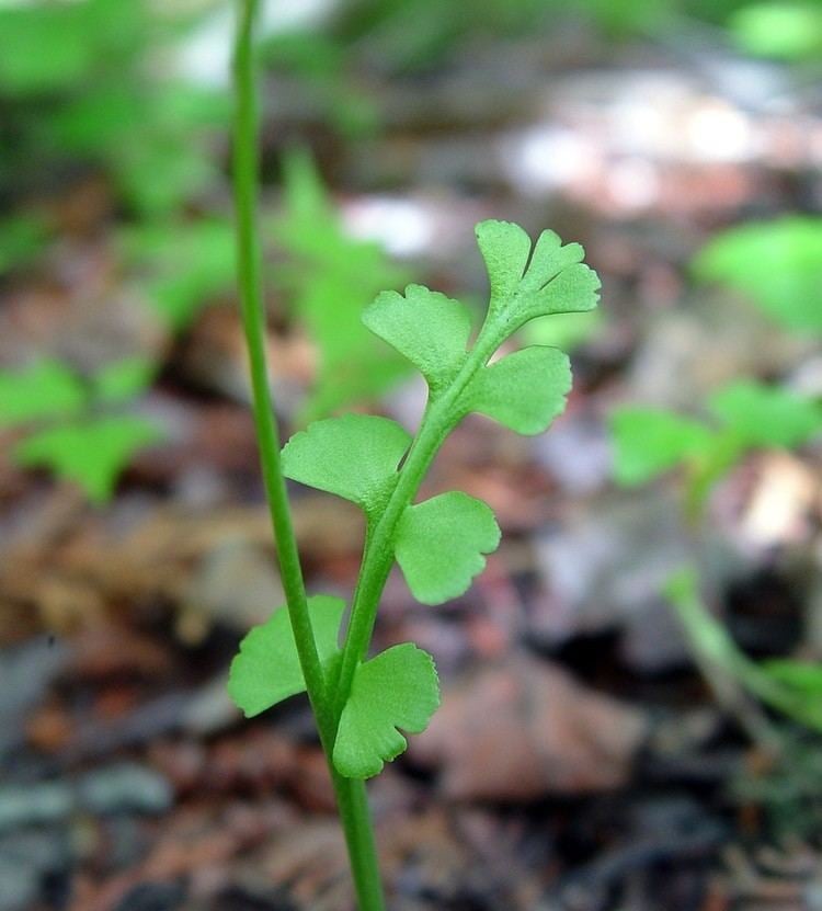 Botrychium Lunaria - Alchetron, The Free Social Encyclopedia