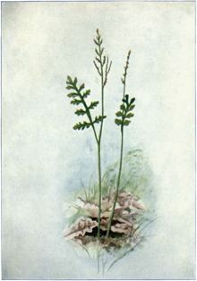 Botrychium matricariifolium httpsuploadwikimediaorgwikipediacommonsthu