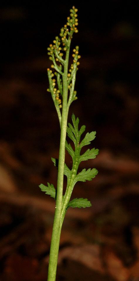 Botrychium matricariifolium Fern Images