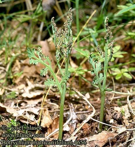 Botrychium matricariifolium Botrychium matricariifolium Daisyleaf Moonwort Camomile Grapefern