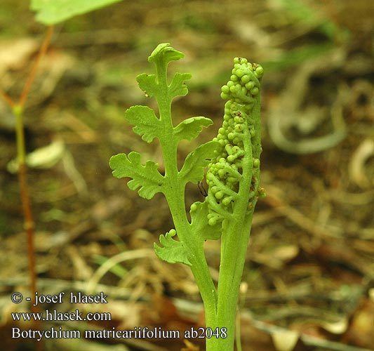 Botrychium matricariifolium Botrychium matricariifolium Podejrzon marunowy Saunionoidanlukko