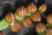 Botrychium pinnatum httpsuploadwikimediaorgwikipediacommonsthu