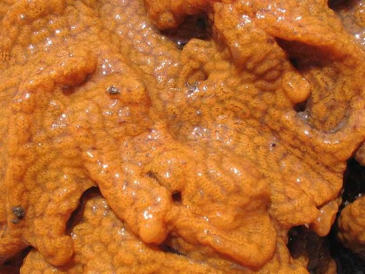 Botrylloides violaceus MarLIN The Marine Life Information Network A colonial sea squirt