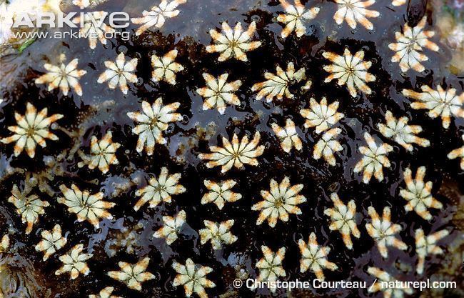 Botryllus schlosseri Star ascidian photo Botryllus schlosseri A23257 ARKive