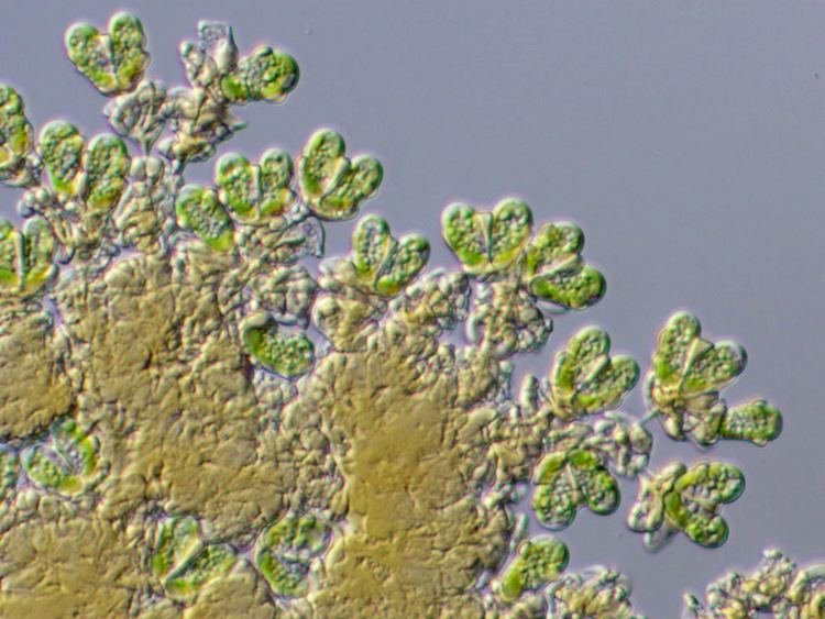 Botryococcus braunii httpsuploadwikimediaorgwikipediacommons33