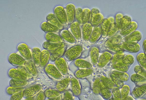 Botryococcus braunii Phycokey Botryococcus images