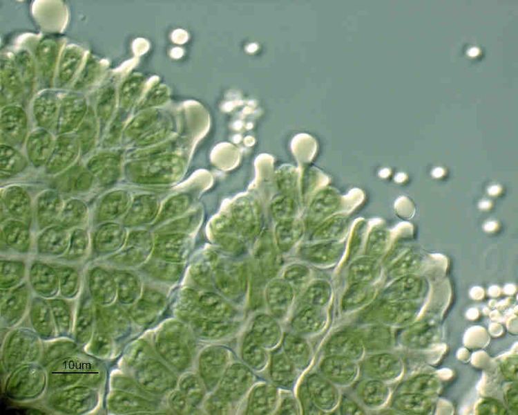 Botryococcus braunii Botryococcus braunii New Energy and Fuel