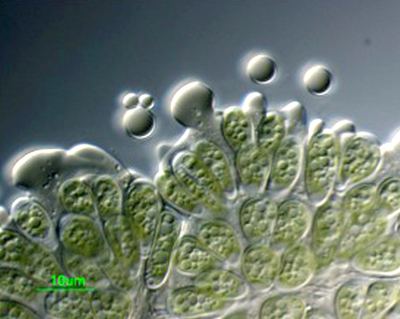 Botryococcus braunii Why sequence Botryococcus braunii DOE Joint Genome Institute