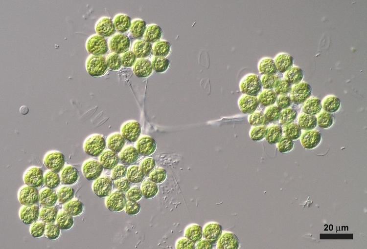 Botryococcus braunii Botryococcus braunii Kuetzing CCALA