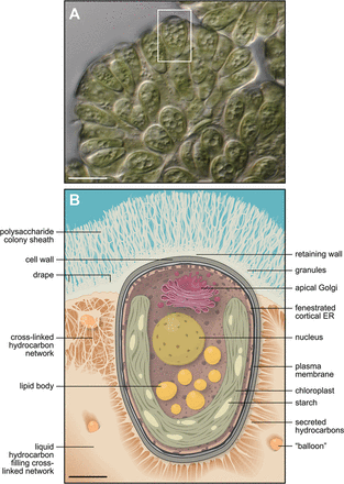 Botryococcus braunii Botryococcus braunii MicrobeWiki