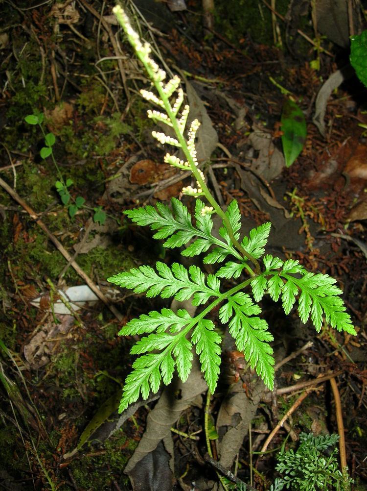 Botrypus virginianus Botrypus virginianus Ferns and Lycophytes of the World