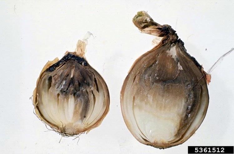 Botrytis allii botrytis rot Botrytis allii on garden onion Allium cepa 5361512
