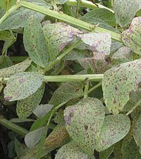 Botrytis fabae httpsuploadwikimediaorgwikipediacommonsthu