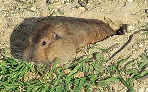 Botta's pocket gopher Botta39s pocket gopher Wikipedia