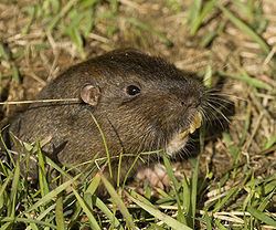 Botta's pocket gopher httpsuploadwikimediaorgwikipediacommonsthu