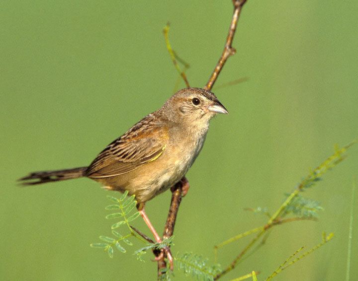 Botteri's sparrow Botteri39s Sparrow Aimophila botterii