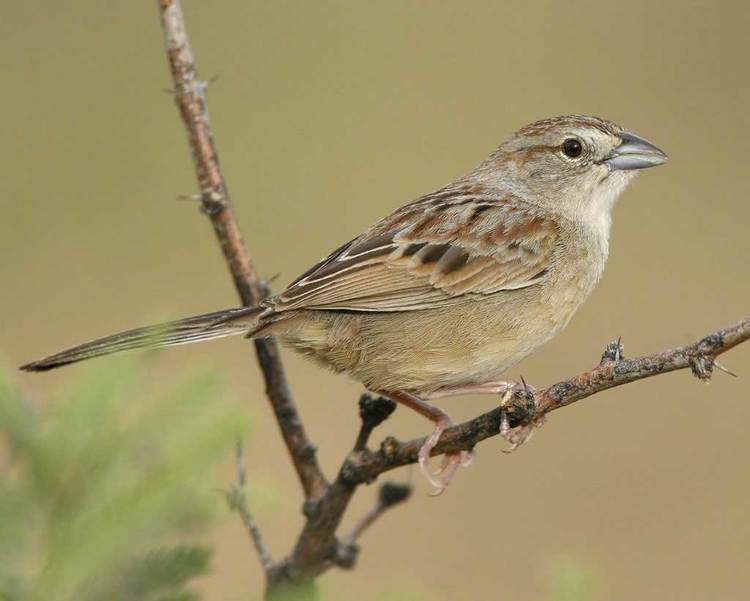 Botteri's sparrow Botteri39s Sparrow Audubon Field Guide