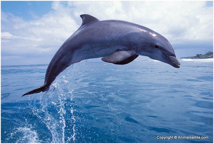 Bottlenose dolphin Bottlenose Dolphin Order Cetacae
