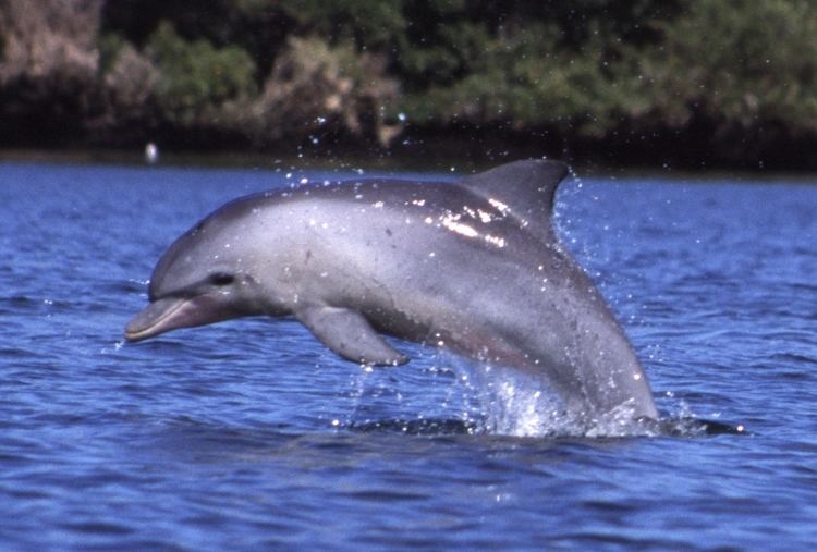 Bottlenose dolphin Bottlenose dolphin Wikipedia