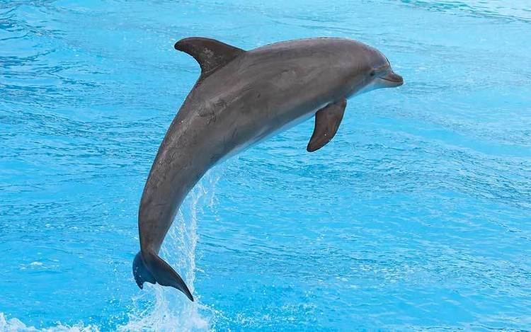 Bottlenose dolphin Bottlenose Dolphin Dolphin Facts and Information