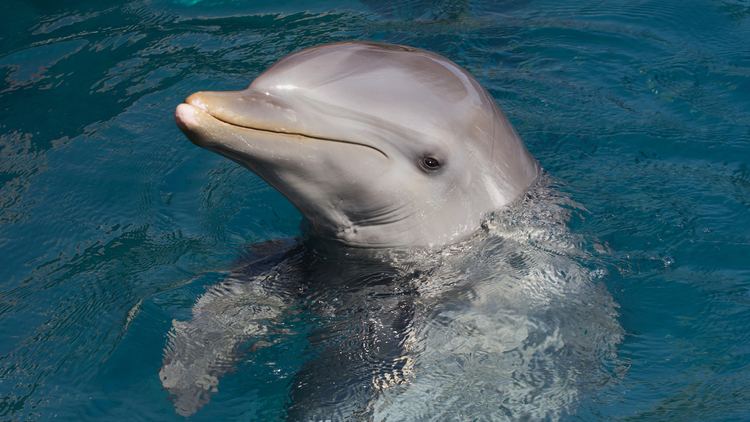 Bottlenose dolphin Bottlenose Dolphin