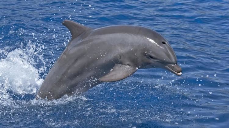 Bottlenose dolphin Bottlenose Dolphin