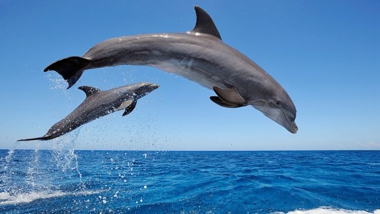 Bottlenose dolphin 5 Interesting Facts About Common Bottlenose Dolphins Hayden39s